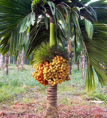 Natural Areca Nut Plantation Stock